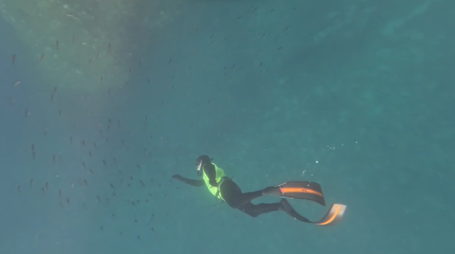Banc-de-poissons-apnee Plongée dans le grand bleu : première sortie en mer pour AquaZen